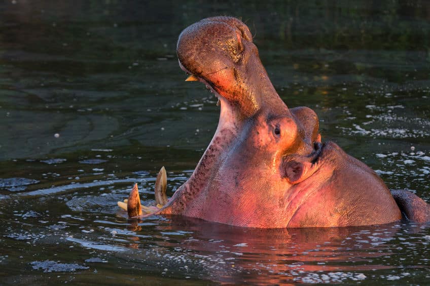 masai mara hippopotame
