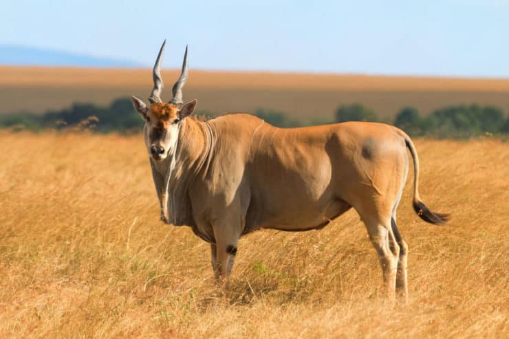 réserve du masai mara