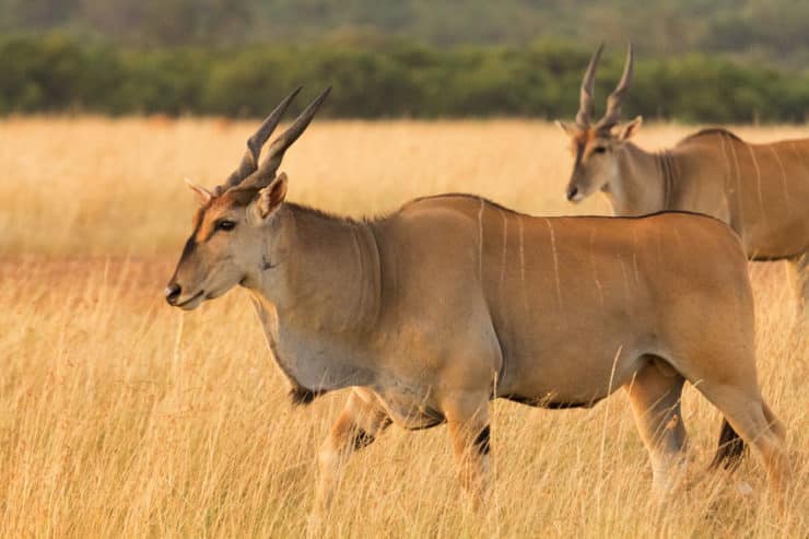 réserve du masai mara au kenya