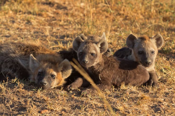 masai mara hyènes