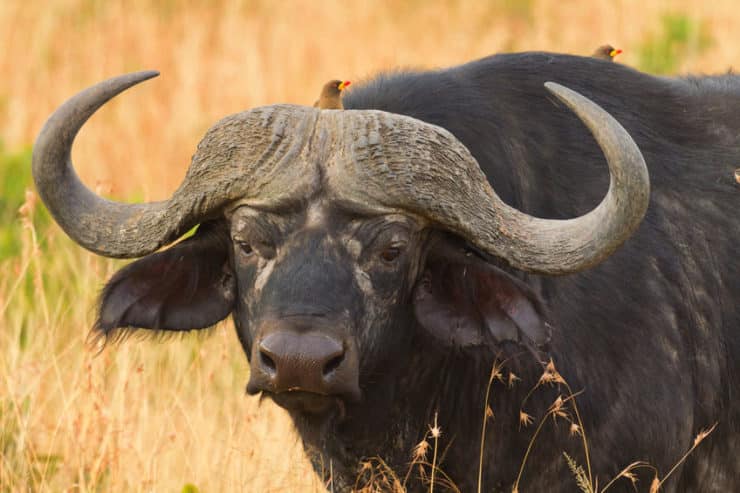 masai mara buffle