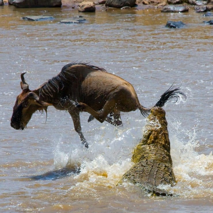 gnou crocodile rivière mara