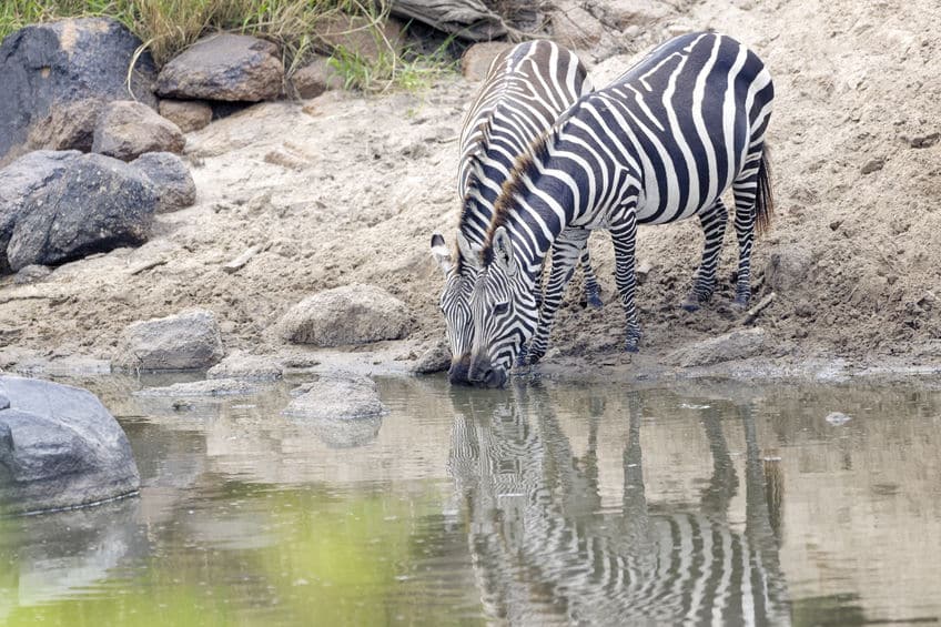 rivière grumeti zèbres