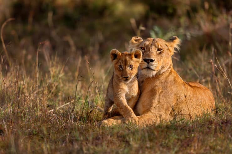 masai mara lion