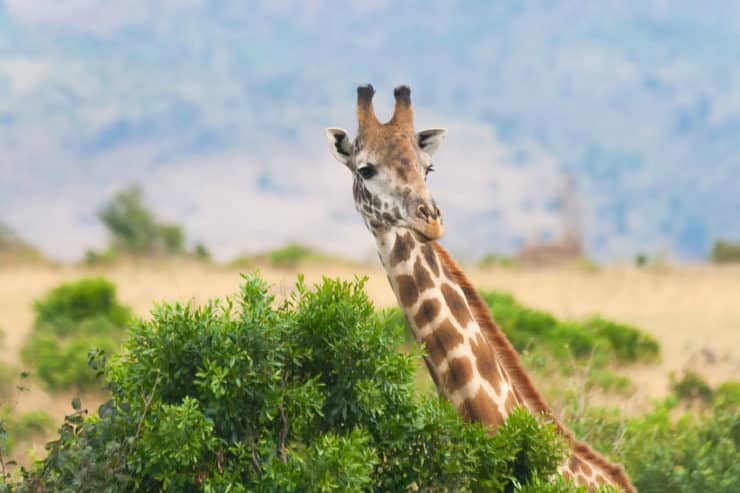 masai mara girafe