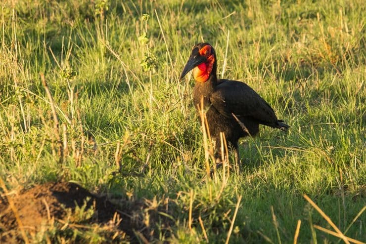 oiseau masai mara