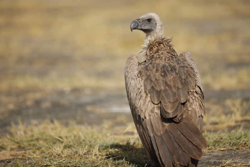 serengeti vautour