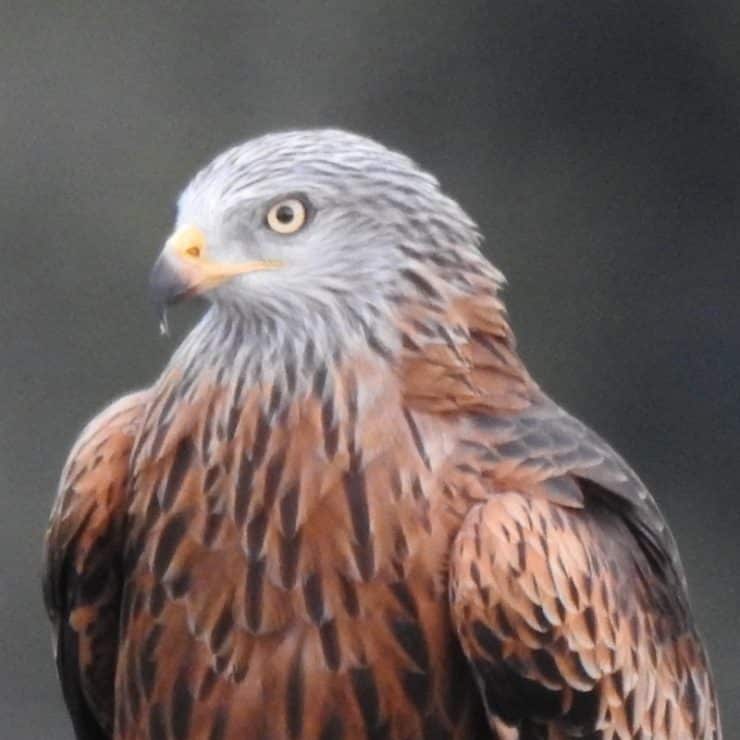 rapace sainte lucie de tallano