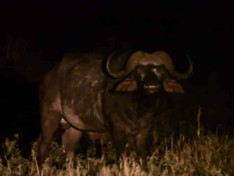 safari nocturne serengeti