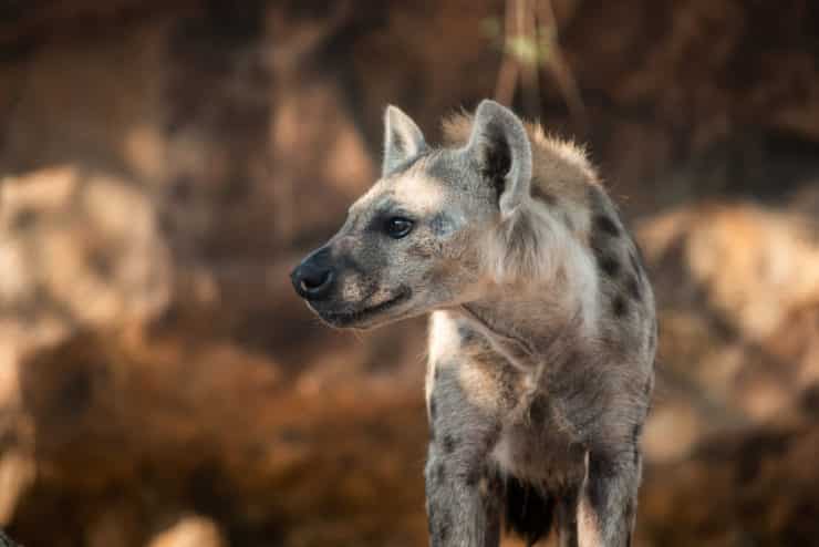 hyene serengeti