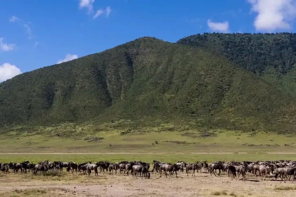 Parc national du Serengeti en Tanzanie