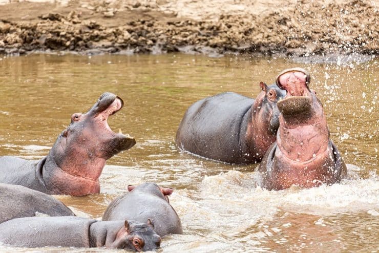 serengeti hippopotames