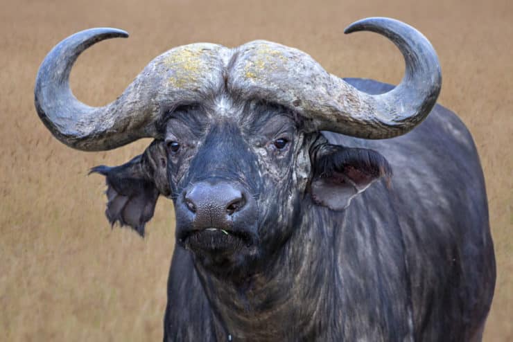 buffle serengeti