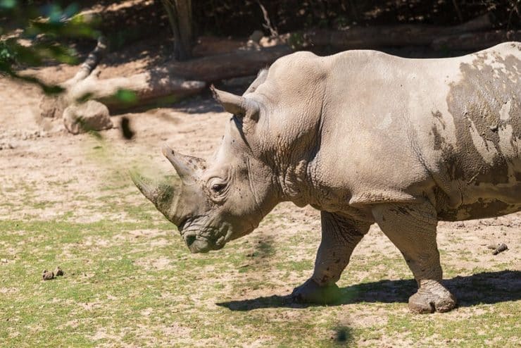 serengeti rhinoceros