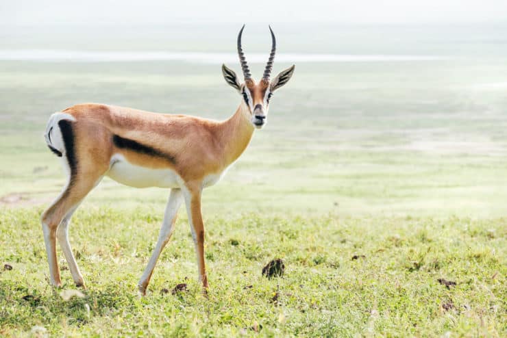gazelle parc serengeti