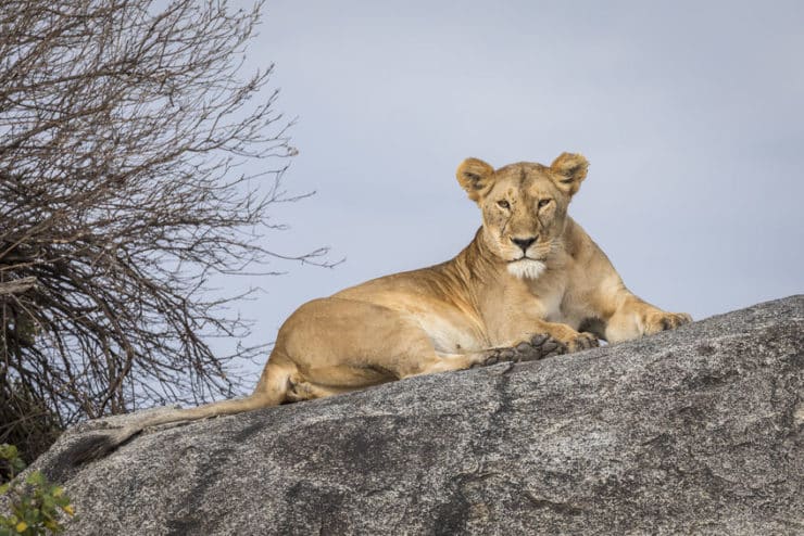 lion parc du serengeti
