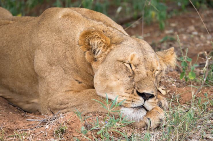 Parc national de Luangwa Sud lion