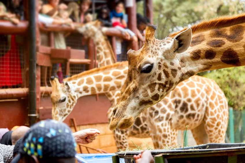 girafes centre nairobi