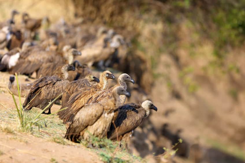 parc national de luangwa sud vautours