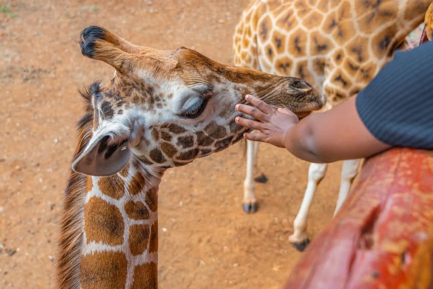 Centre des girafes Nairobi