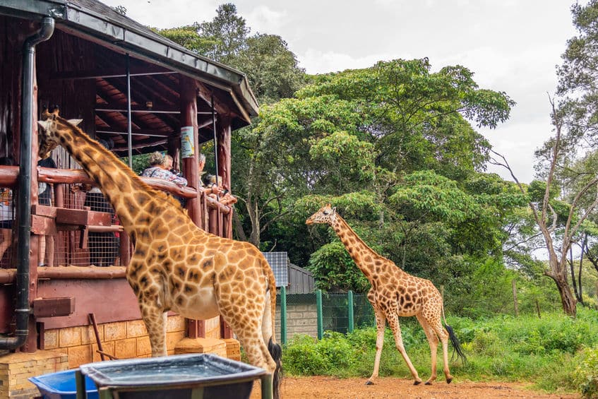 nairobi centre girafes