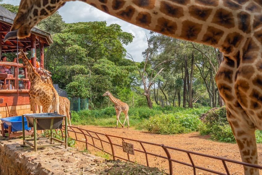 giraffe centre nairobi