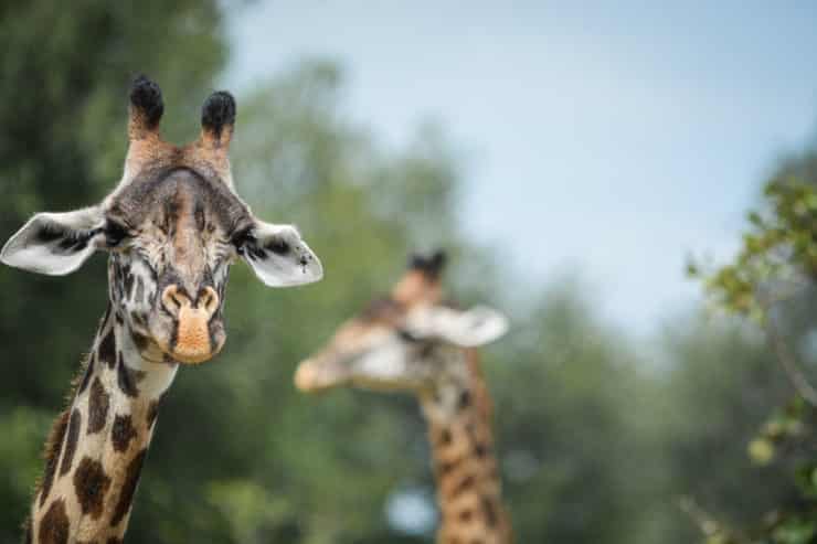 girafe parc luangwa sud