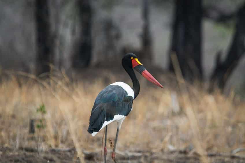 Parc national de Luangwa Sud oiseau