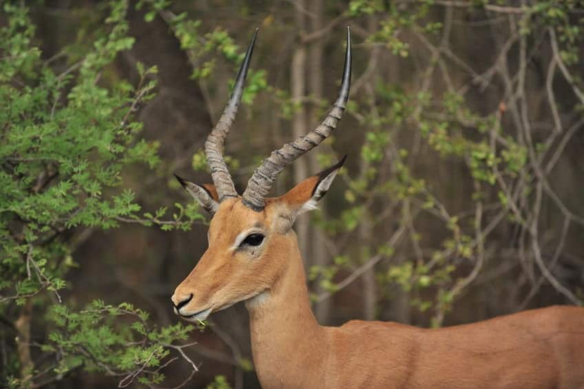 Parc national de Luangwa Sud antilope