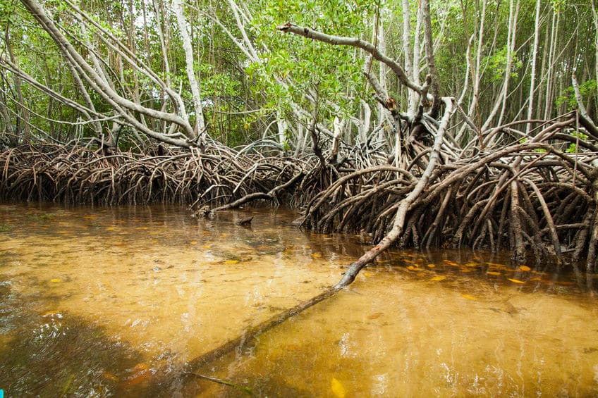mangrove à nusa lembongan