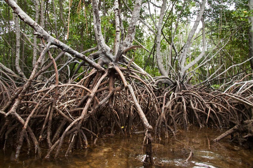 nus lembongan mangrove