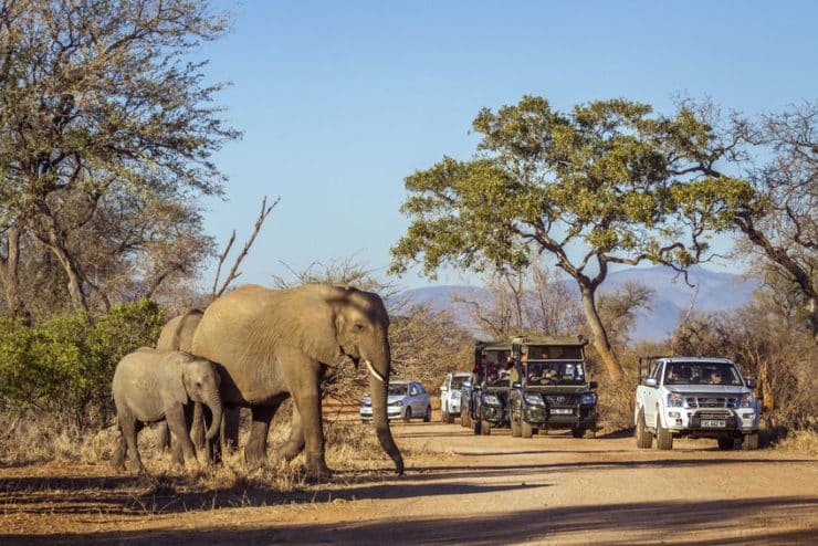 Parc national Kruger en Afrique du sud : guide de visite