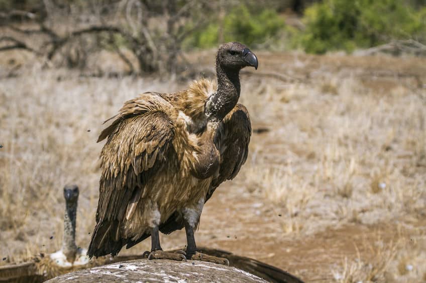 vautour parc national kruger