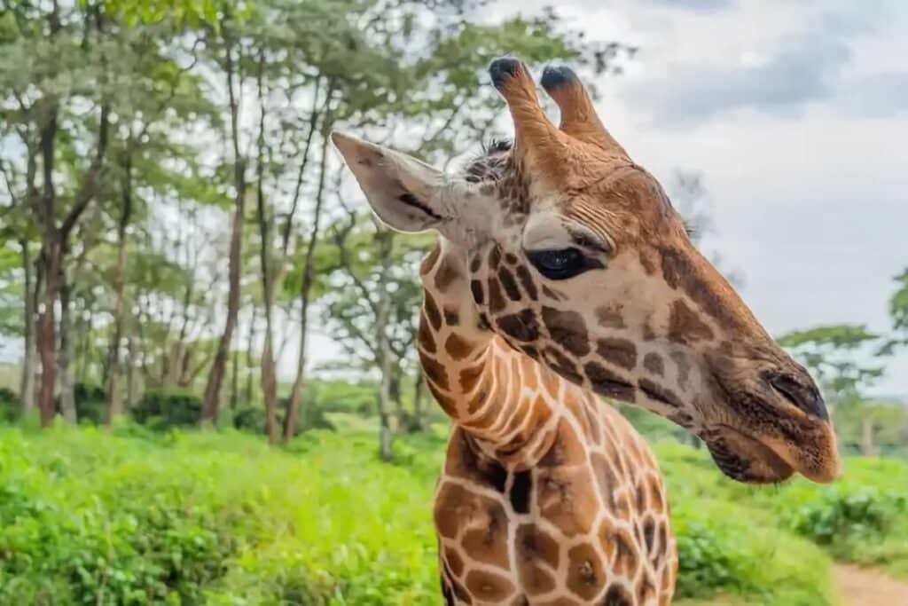 Centre des girafes à Nairobi
