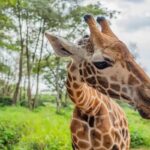 Centre des girafes à Nairobi