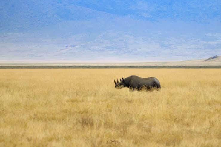 Ngorongoro rhoniceros