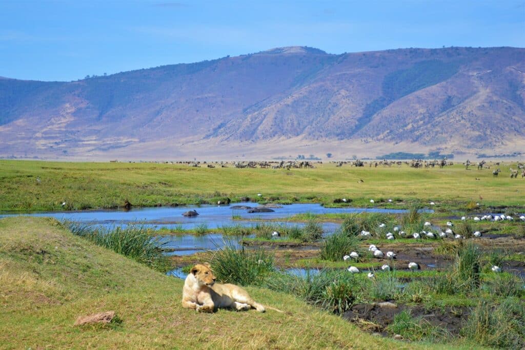 Zone de conservation du Ngorongoro