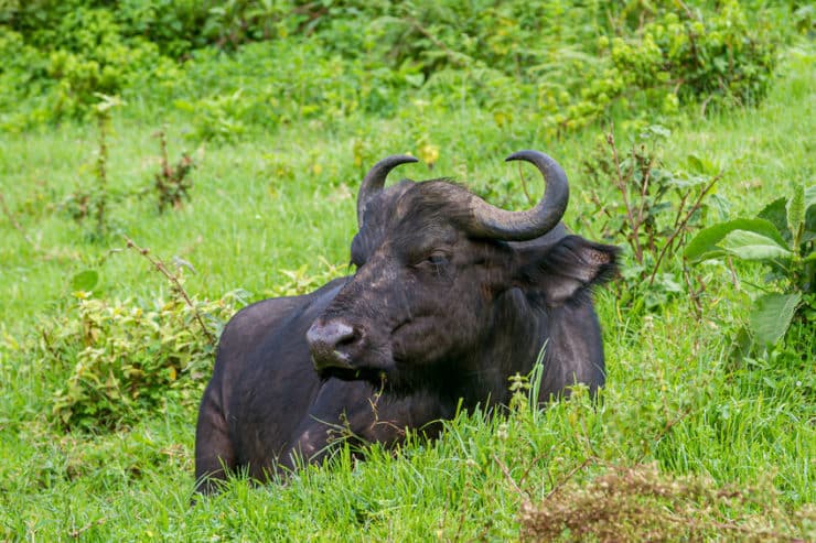 Ngorongoro buffle