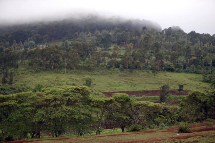 forêt Ngorongoro