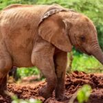 Orphelinat des éléphants Sheldrick
