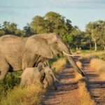 Parc national de Luangwa Sud