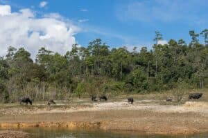 Parc national Phou Khao Khouay