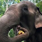 Sanctuaire des éléphants au Cambodge