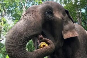 Sanctuaire des éléphants au Cambodge