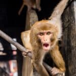 Singe macaque rhésus agressif au temple des singes de Swayambhunath à Kathamandhu au Népal