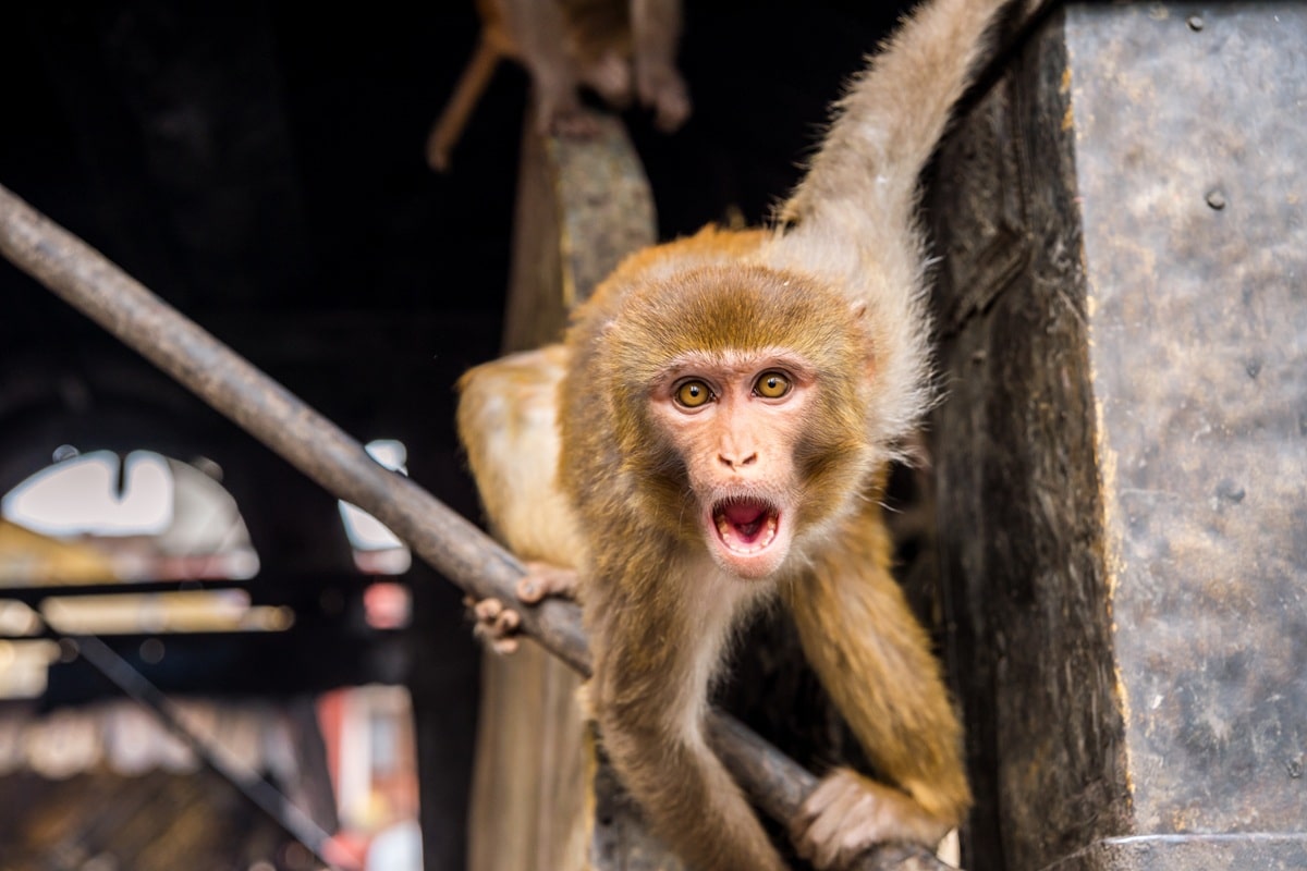 Comment éviter les morsures et les attaques de singes en Asie ?