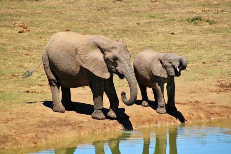parc national des éléphants d'addo