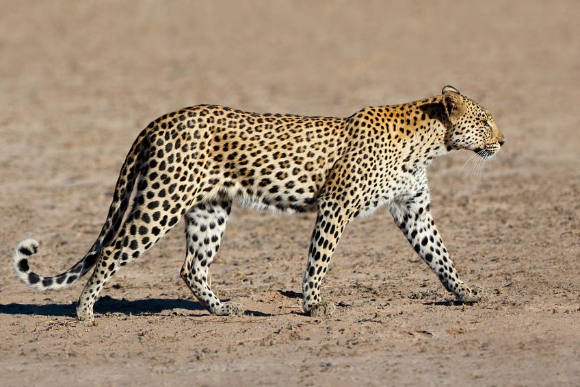 leopard big five