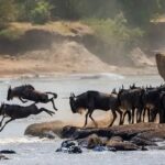 Voir la Grande Migration au Kenya et en Tanzanie