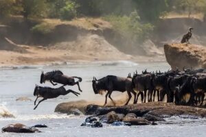 Voir la Grande Migration au Kenya et en Tanzanie